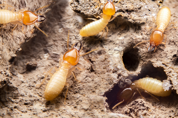 Enfermedades de la madera: plaga de termitas