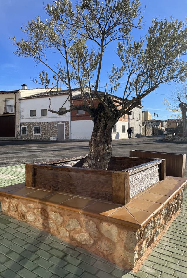 Olivo en jardinera de hormigón imitación madera